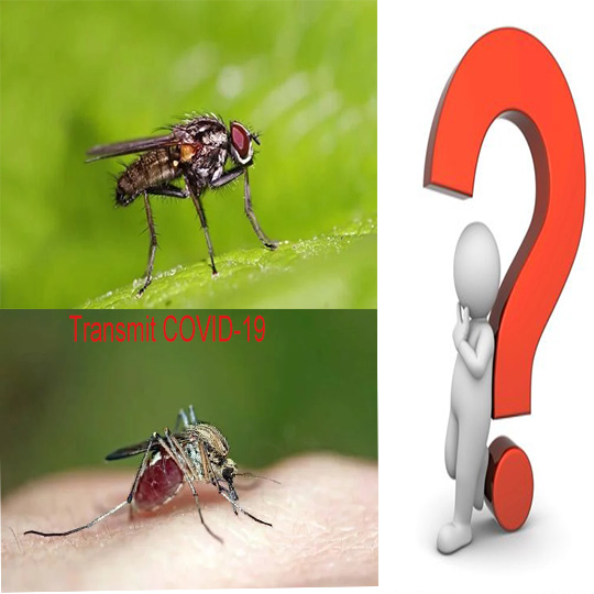 la covid-19 se propagera-t-elle par la mouche domestique ou les moustiques?